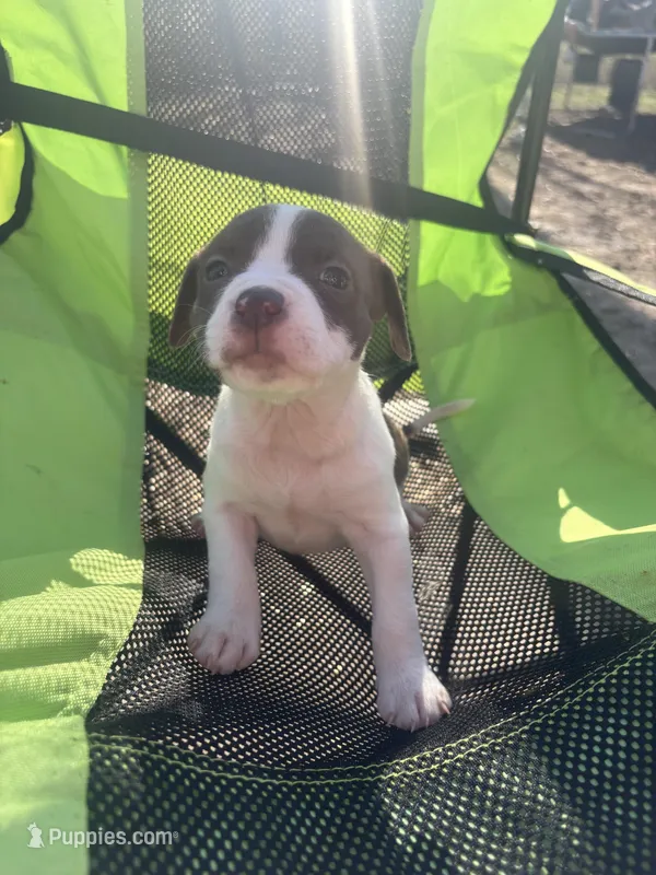 Spotty – Chinese Shar-Pei, American Pit Bull Terrier puppy for sale in Kansas City, MO
