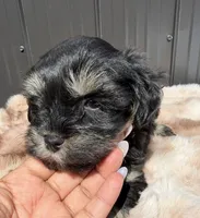Lilo, a male Miniature Schnauzer for sale in Tampa, FL – 2 of 3