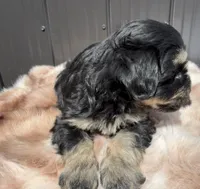 Lilo, a male Miniature Schnauzer for sale in Tampa, FL – 3 of 3