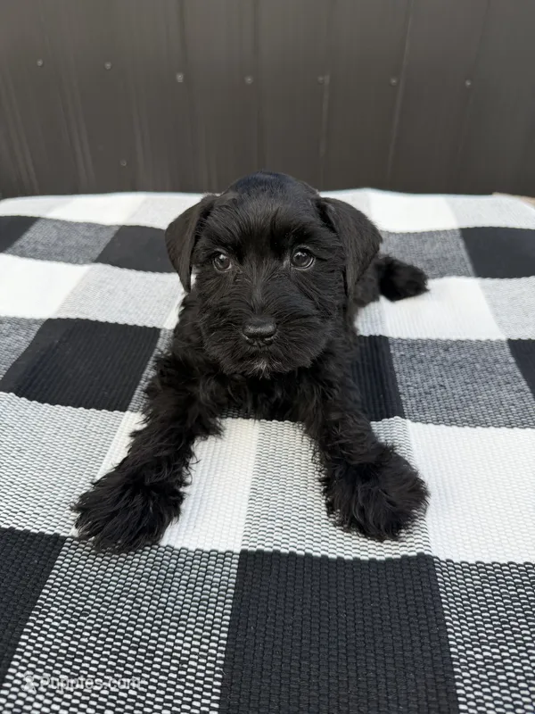 Blacky – Miniature Schnauzer puppy for sale in Tampa, FL