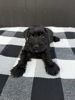 Blacky, a male Miniature Schnauzer for sale in Tampa, FL – 1 of 1
