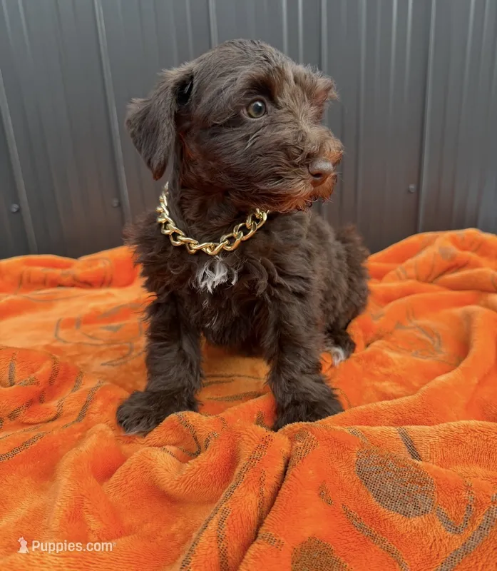 Cookie – Miniature Schnauzer puppy for sale in Tampa, FL