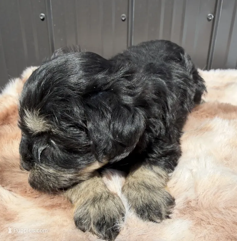 Lilo – Miniature Schnauzer puppy for sale in Tampa, FL