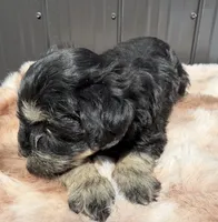 Lilo, a male Miniature Schnauzer for sale in Tampa, FL – 1 of 3