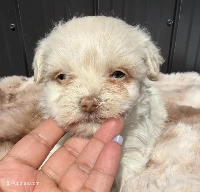 Snowy – Miniature Schnauzer puppy for sale in Tampa, FL