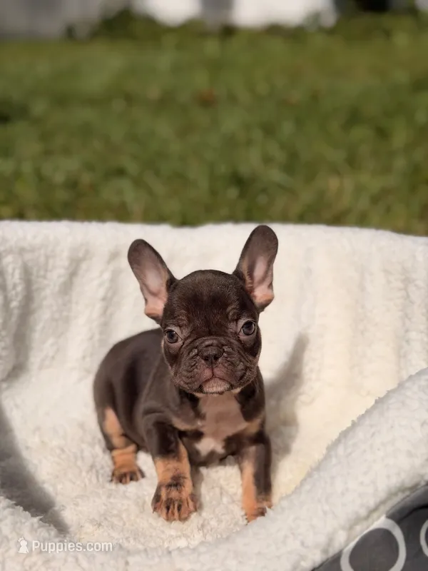 Kilo – French Bulldog puppy for sale in Tampa, FL