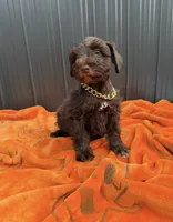 Cookie, a male Miniature Schnauzer for sale in Tampa, FL – 2 of 2