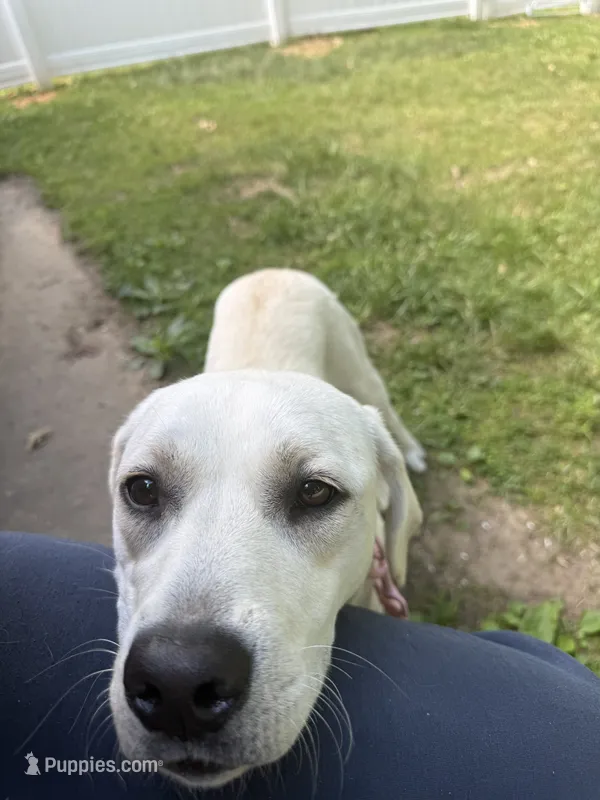 Lilly, a  Labrador Retriever for sale in South Boston, VA – 1 of 1