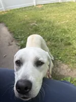 Lilly, a  Labrador Retriever for sale in South Boston, VA – 1 of 1