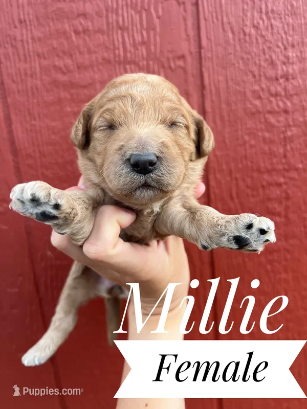 Millie – Goldendoodle puppy for sale in Mingo, IA