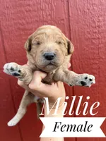 Millie, a female Goldendoodle for sale in Mingo, IA – 1 of 1
