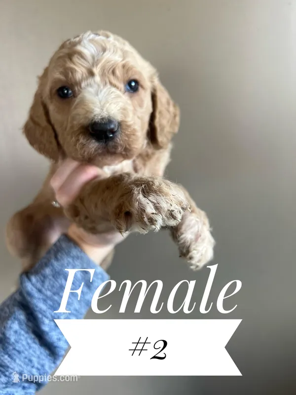 #2, a female Goldendoodle for sale in Mingo, IA – Photo 1 of 1