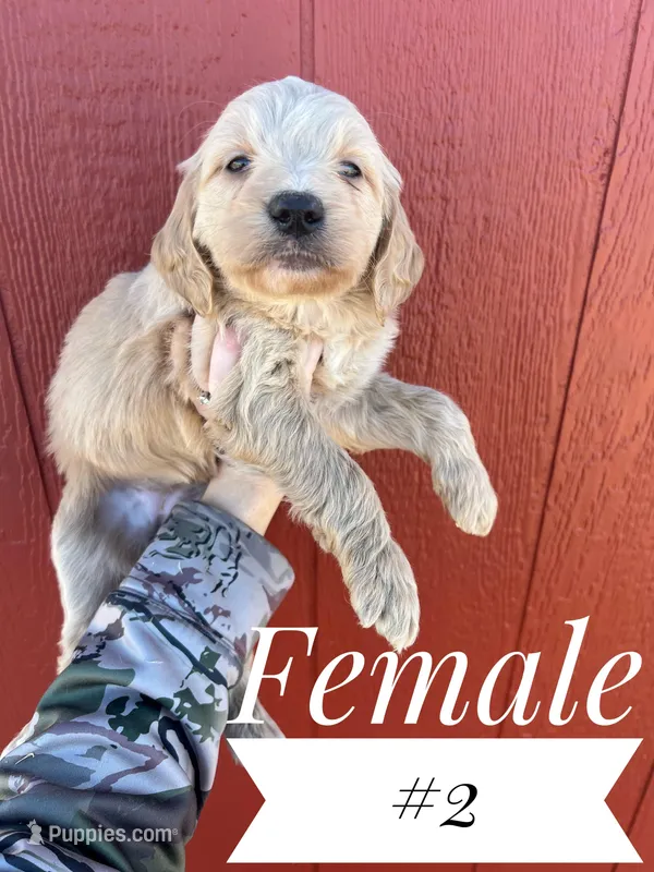#2 – Goldendoodle puppy for sale in Mingo, IA