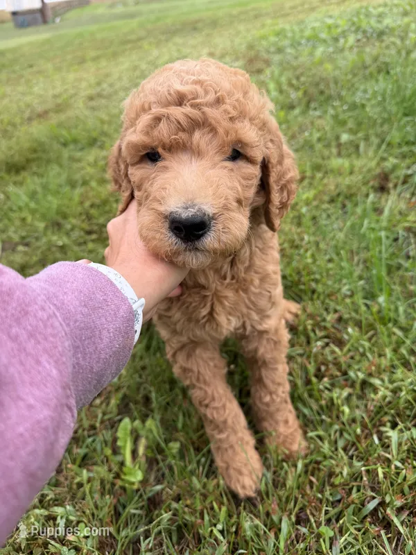 Sabula  – Goldendoodle puppy for sale in Mingo, IA