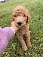 Sabula , a female Goldendoodle for sale in Mingo, IA – 1 of 1
