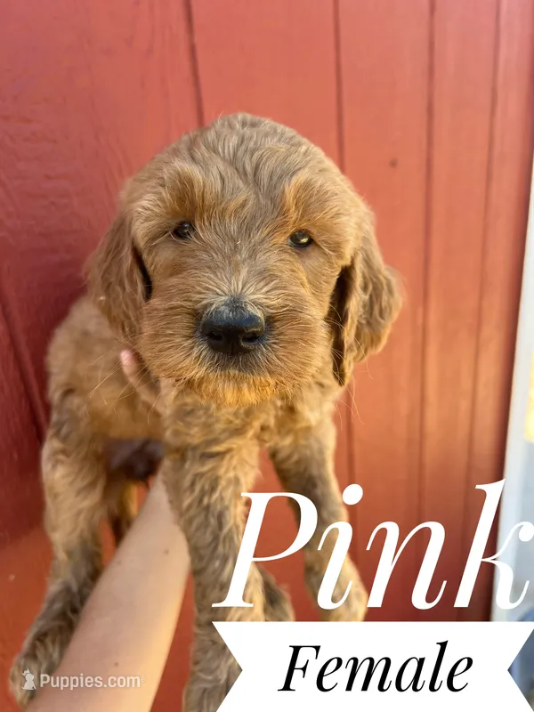 Pink – Goldendoodle puppy for sale in Mingo, IA