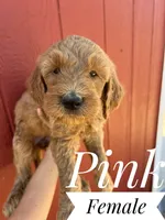 Pink, a female Goldendoodle for sale in Mingo, IA – 1 of 1