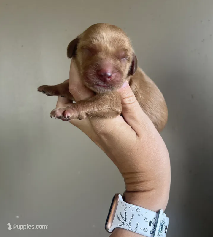Moose – Miniature Golden Retriever puppy for sale in Mingo, IA