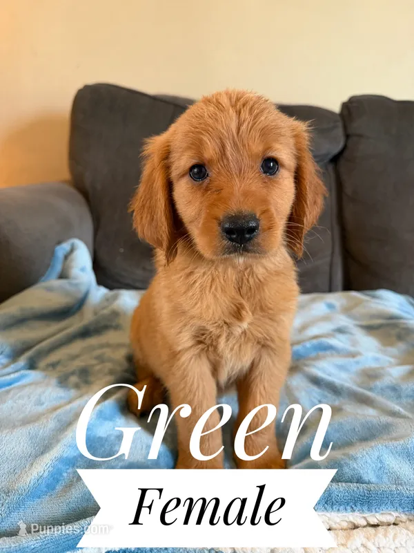 Millie – Miniature Golden Retriever puppy for sale in Mingo, IA