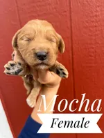 Mocha, a female Goldendoodle for sale in Mingo, IA – 1 of 1