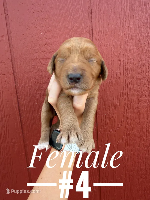 Red – Goldendoodle puppy for sale in Mingo, IA
