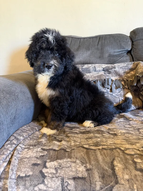 Bruiser  – Bernedoodle puppy for sale in Mingo, IA