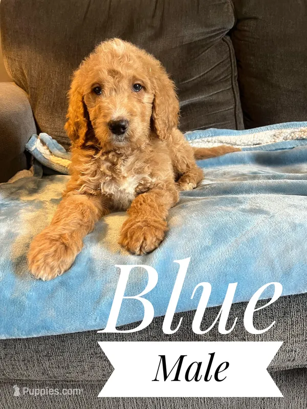 Blue – Goldendoodle puppy for sale in Mingo, IA