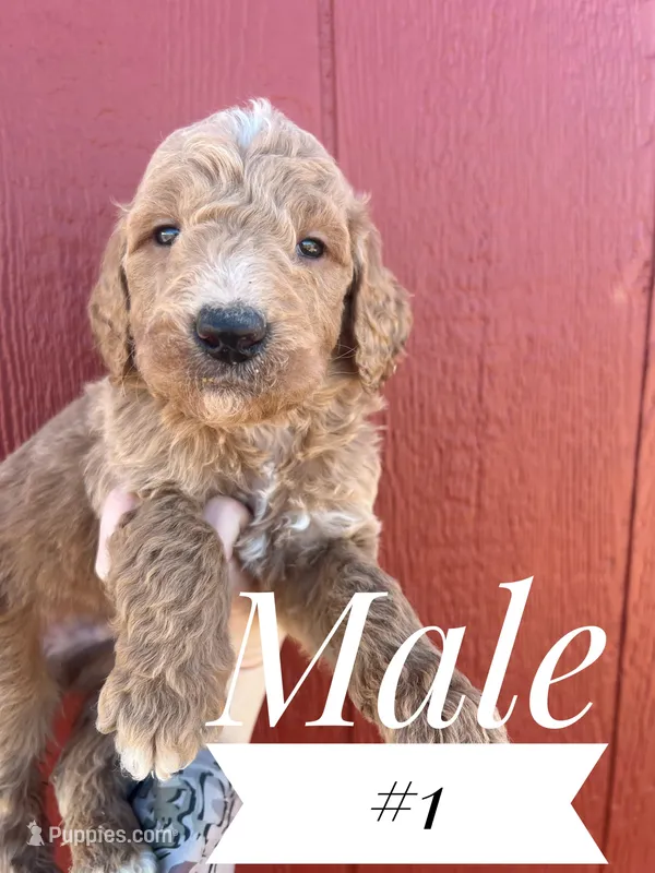 #1 – Goldendoodle puppy for sale in Mingo, IA