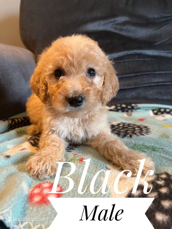 Black – Goldendoodle puppy for sale in Mingo, IA