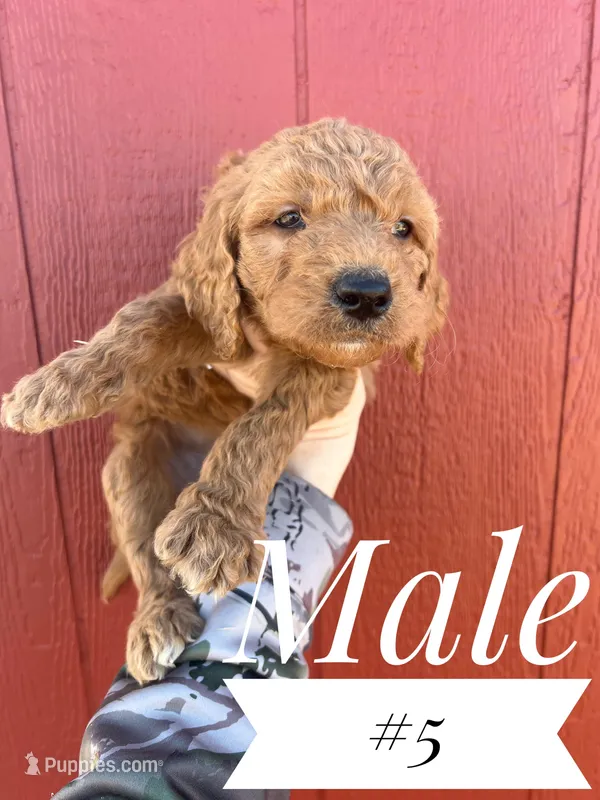 #5 – Goldendoodle puppy for sale in Mingo, IA
