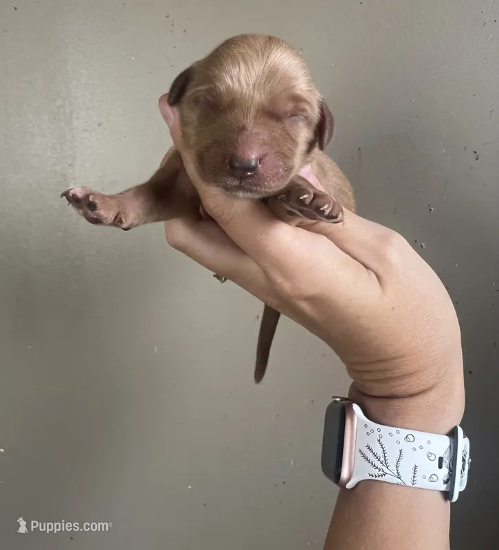 Millie – Miniature Golden Retriever puppy for sale in Mingo, IA