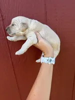Bengie, a male Goldendoodle for sale in Mingo, IA – 2 of 2