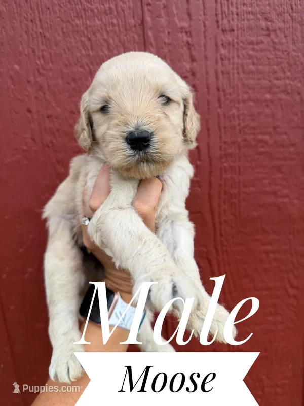 Bengie – Goldendoodle puppy for sale in Mingo, IA