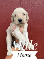 Bengie, a male Goldendoodle for sale in Mingo, IA – 1 of 1