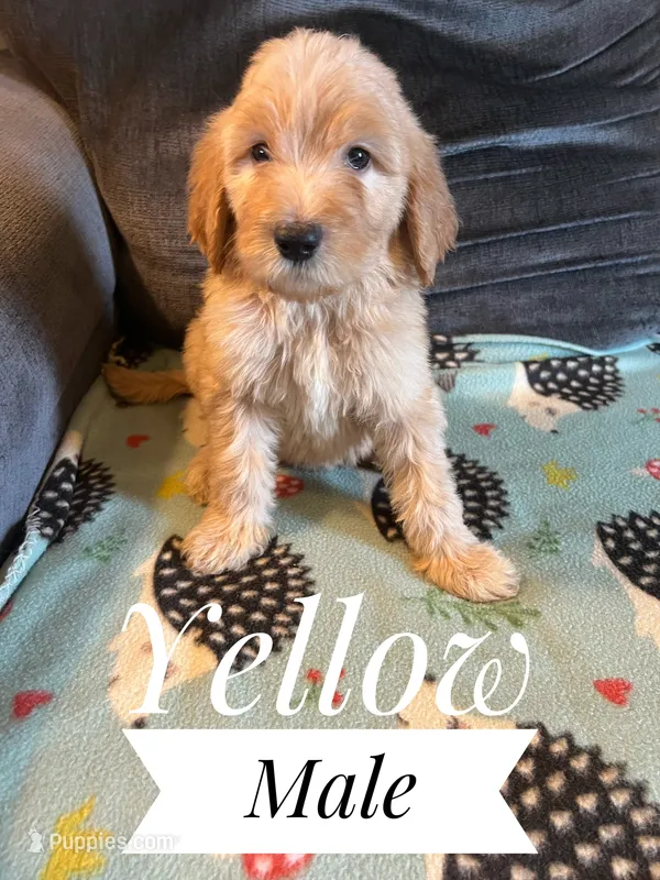 Yellow – Goldendoodle puppy for sale in Mingo, IA