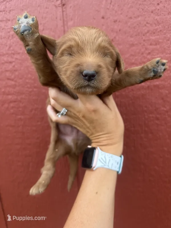 Red – Goldendoodle puppy for sale in Mingo, IA