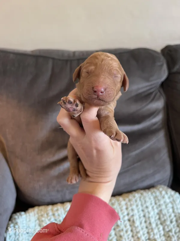 Pretzel – Goldendoodle puppy for sale in Mingo, IA