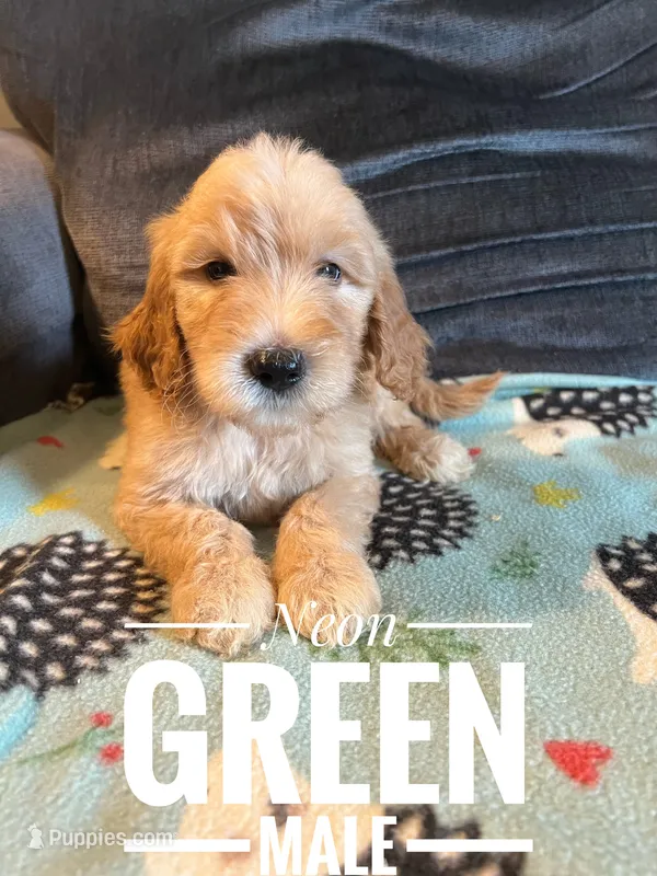 Black – Goldendoodle puppy for sale in Mingo, IA