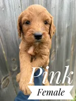 Pink, a female Goldendoodle for sale in Mingo, IA – 1 of 1