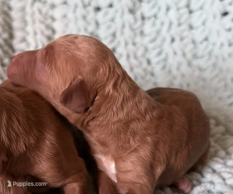 Red – Goldendoodle puppy for sale in Mingo, IA