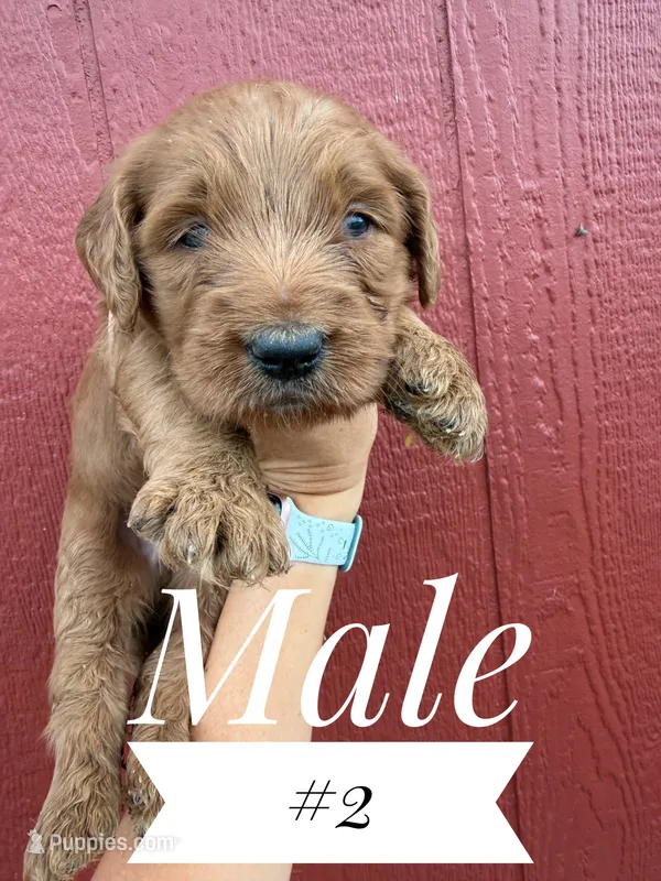 Cooper – Goldendoodle puppy for sale in Mingo, IA