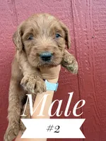 Cooper, a male Goldendoodle for sale in Mingo, IA – 1 of 1