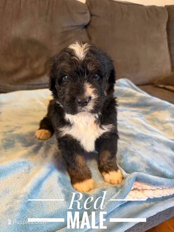 Jax – Bernedoodle puppy for sale in Mingo, IA