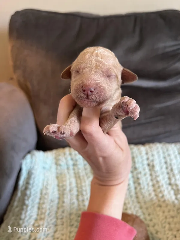 Sage, a female Goldendoodle for sale in Mingo, IA – Photo 1 of 1