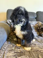 Bruiser , a male Bernedoodle for sale in Mingo, IA – 2 of 2