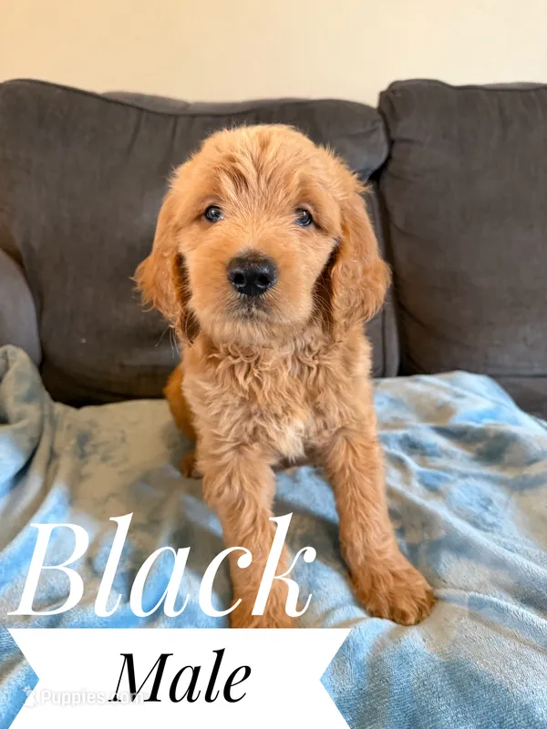 Black – Goldendoodle puppy for sale in Mingo, IA