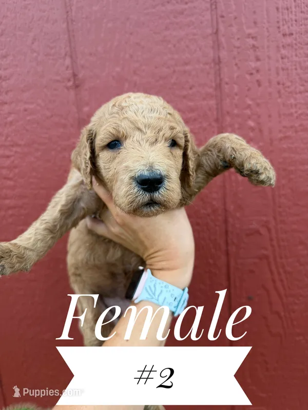 Pink – Goldendoodle puppy for sale in Mingo, IA