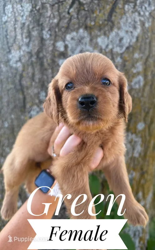 Millie – Miniature Golden Retriever puppy for sale in Mingo, IA
