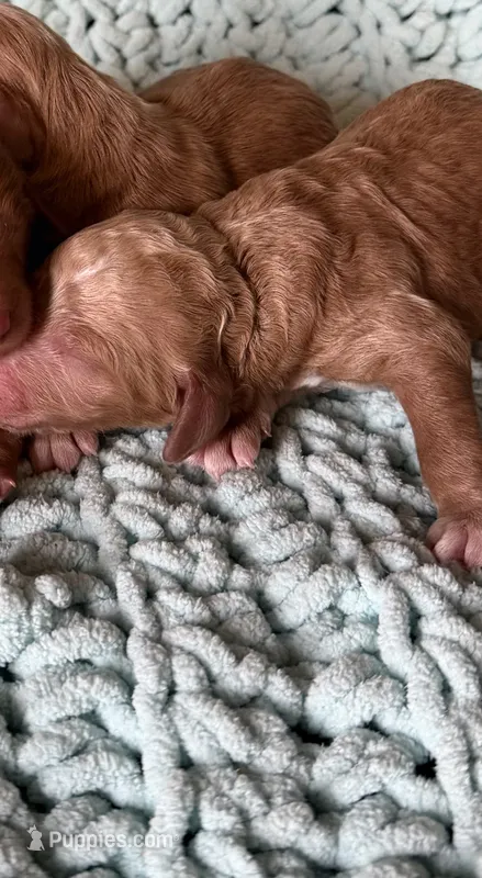 Red male  – Goldendoodle puppy for sale in Mingo, IA