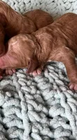 Red male , a male Goldendoodle for sale in Mingo, IA – 1 of 1